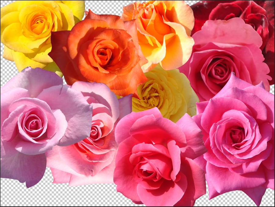 Hình ảnh về những bông hoa hông đẹp đã được bóc tách nền