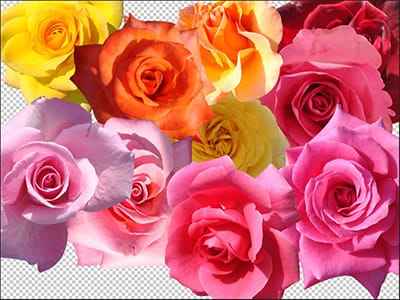Hình ảnh về những bông hoa hông đẹp đã được bóc tách nền
