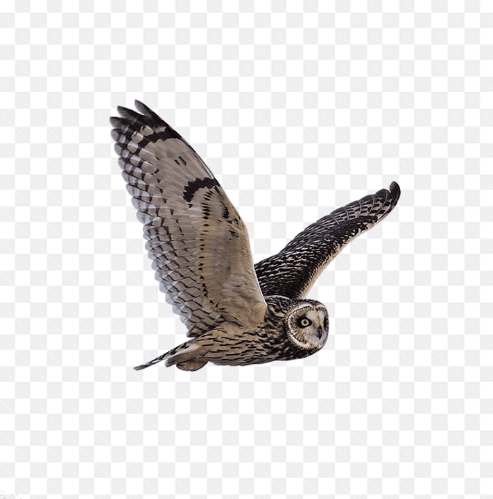 Mẫu thiết kế chú chim cú mèo dang đôi cánh