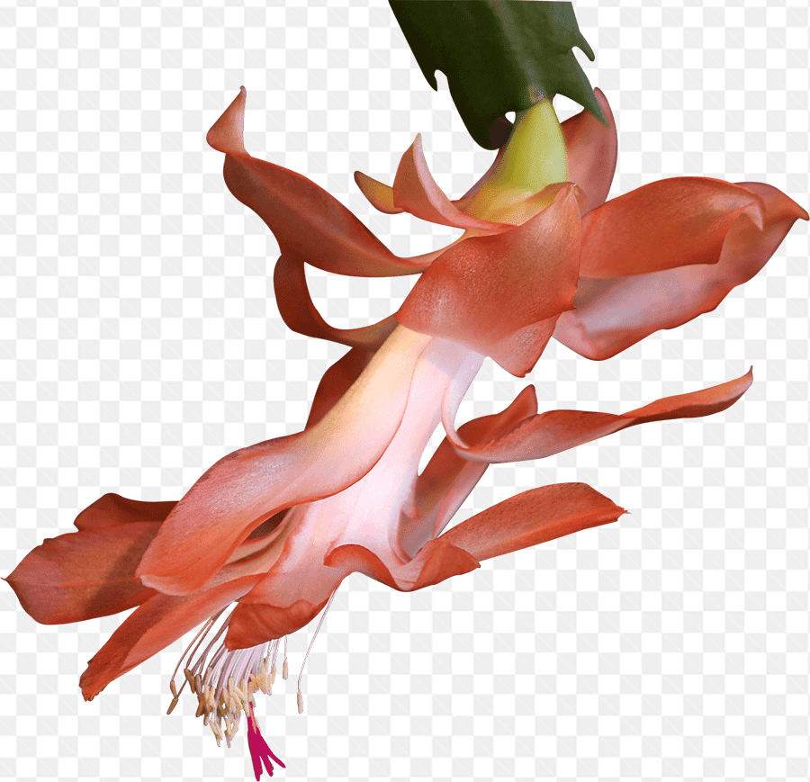 Mẫu thiết kế bông hoa thanh long