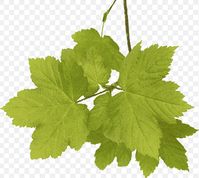 Mẫu thiết kế hình cảnh những chiếc lá cây dâu đẹp