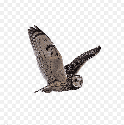 Mẫu thiết kế chú chim cú mèo dang đôi cánh