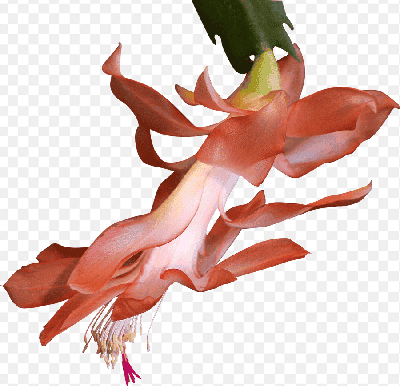 Mẫu thiết kế bông hoa thanh long