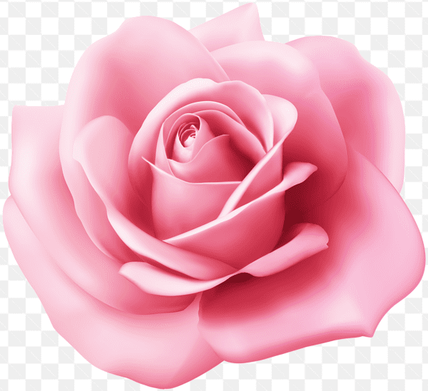 Mẫu thiết kế bông hoa hồng đã được loại bỏ nền