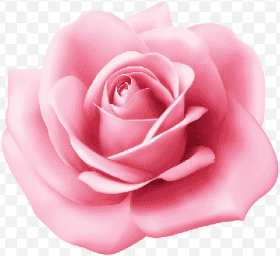 Mẫu thiết kế bông hoa hồng đã được loại bỏ nền