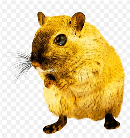 Hình ảnh chú chuột màu vàng