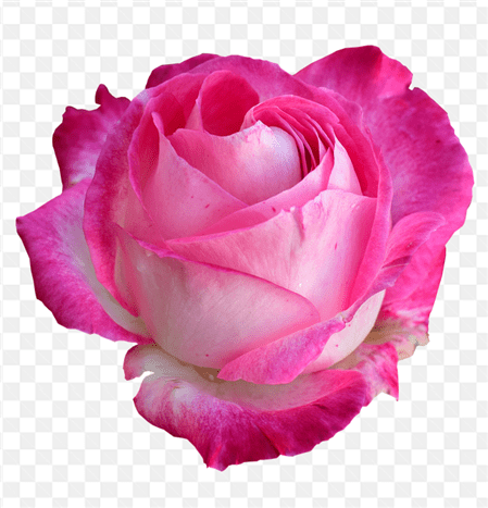 Bông hoa hồng có màu tím hồng đẹp