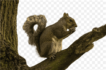 Hình ảnh chân thực về chú sóc đang đứng trên cành cây