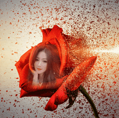 Bông hoa hồng chuyên động tan biến đẹp mắt