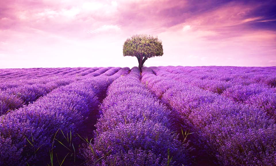 Xem hình ảnh cánh đồng hoa Oải Hương