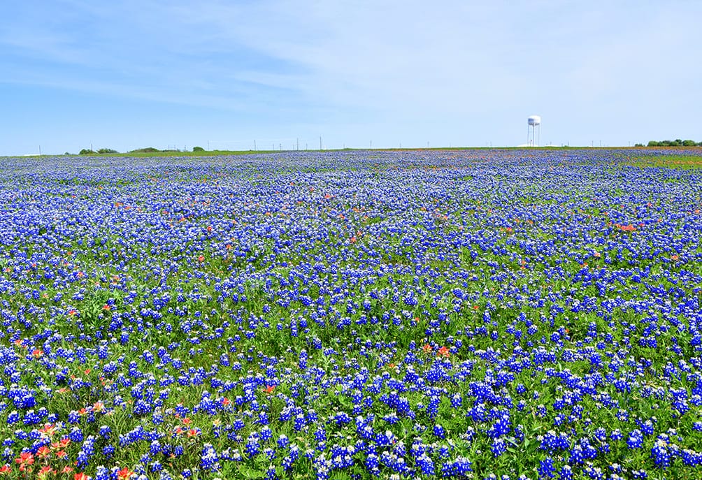 Xem hình ảnh cánh đồng hoa BLUEBONNET