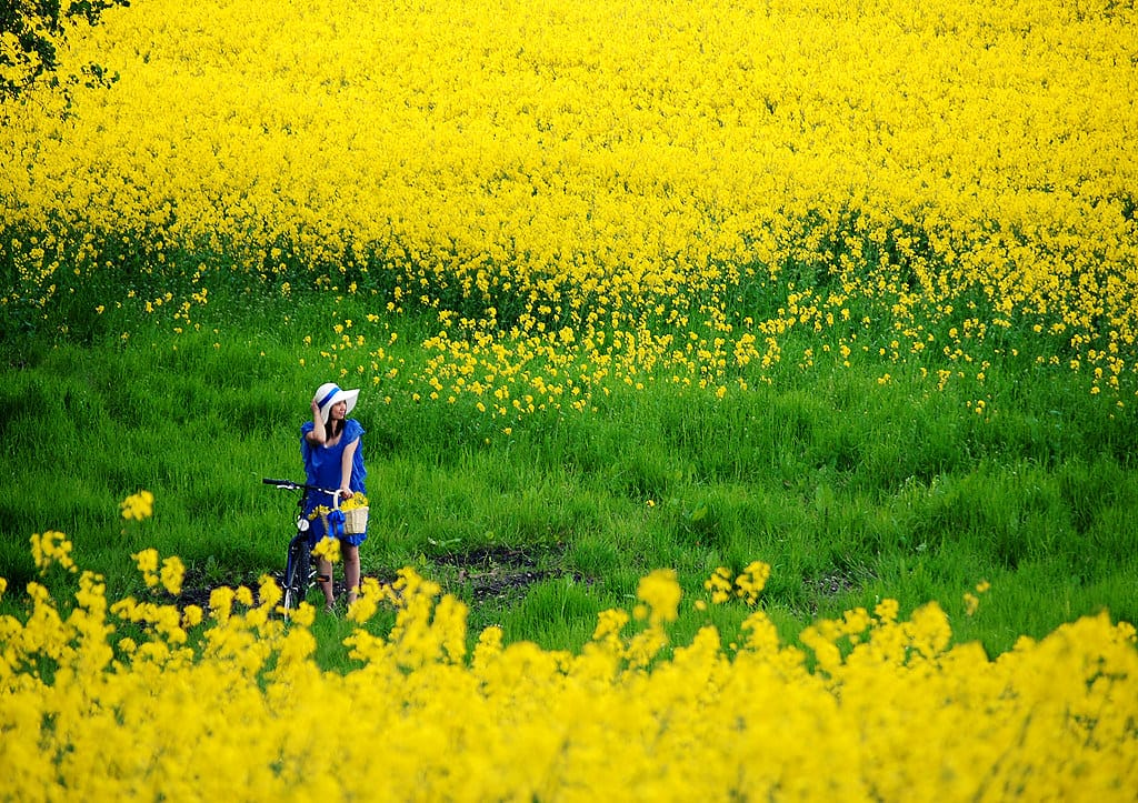 Xem hình ảnh cánh đồng hoa Cải