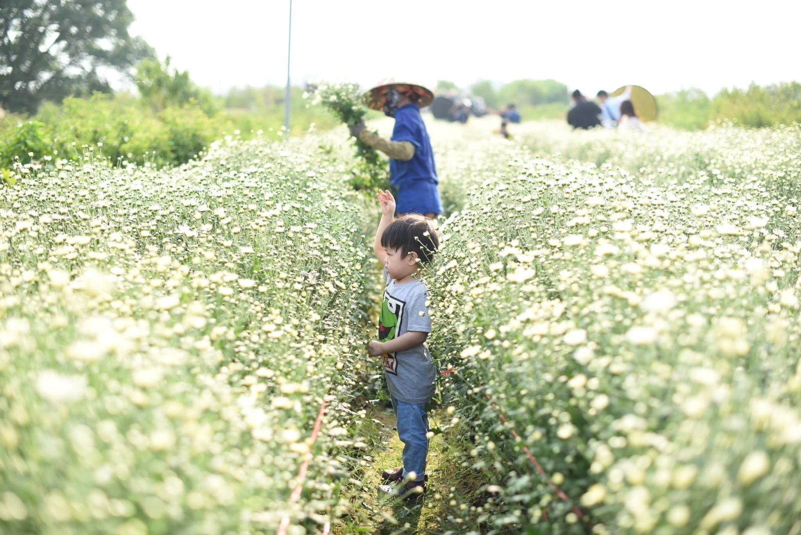 Xem hình ảnh cánh đồng hoa Cúc