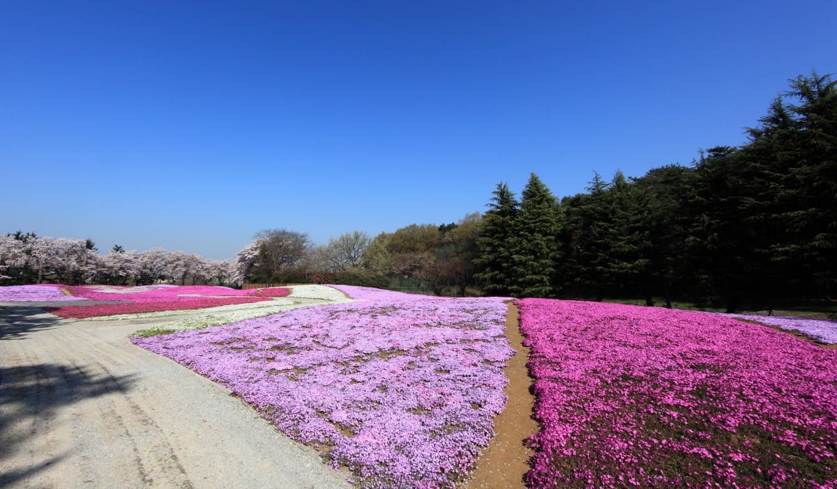 Xem hình ảnh cánh đồng hoa Hồng Rêu