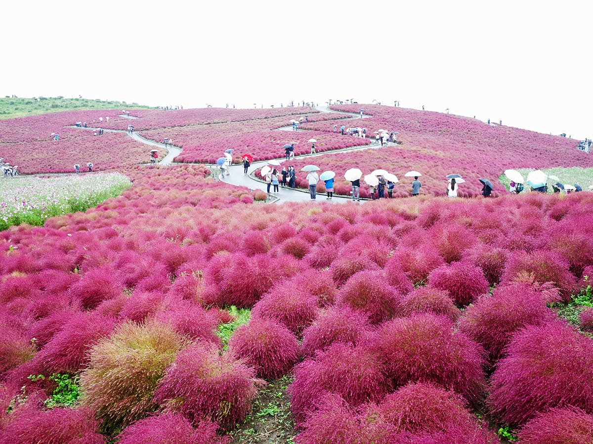 Xem hình ảnh cánh đồng hoa KOKIA đỏ rực rỡ