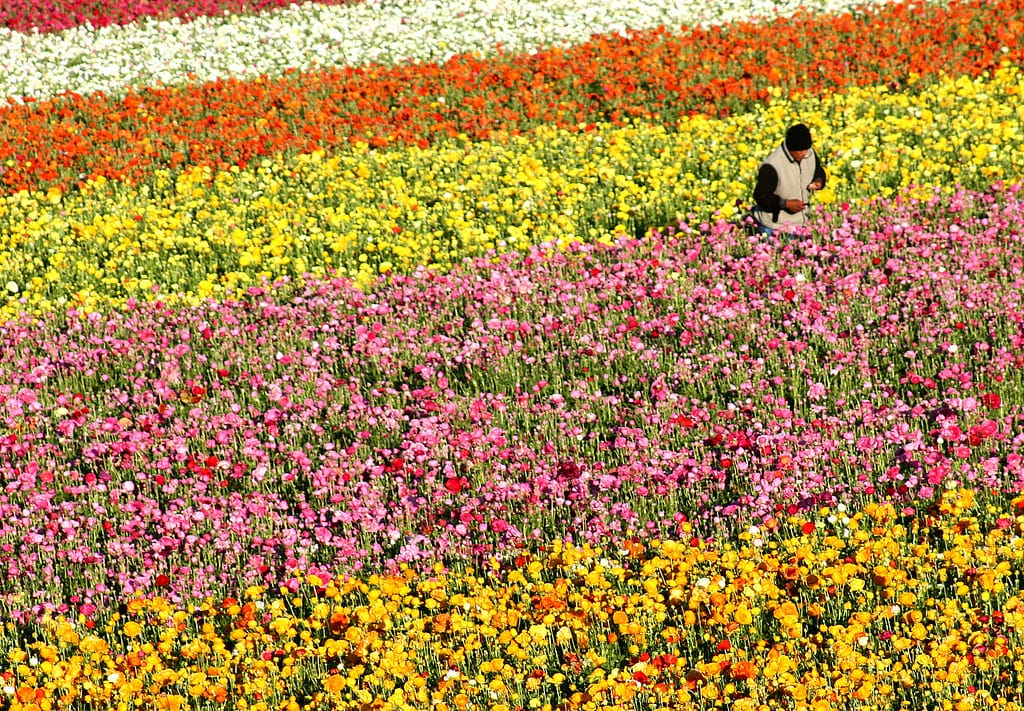 Xem hình ảnh cánh đồng hoa Mao Lương