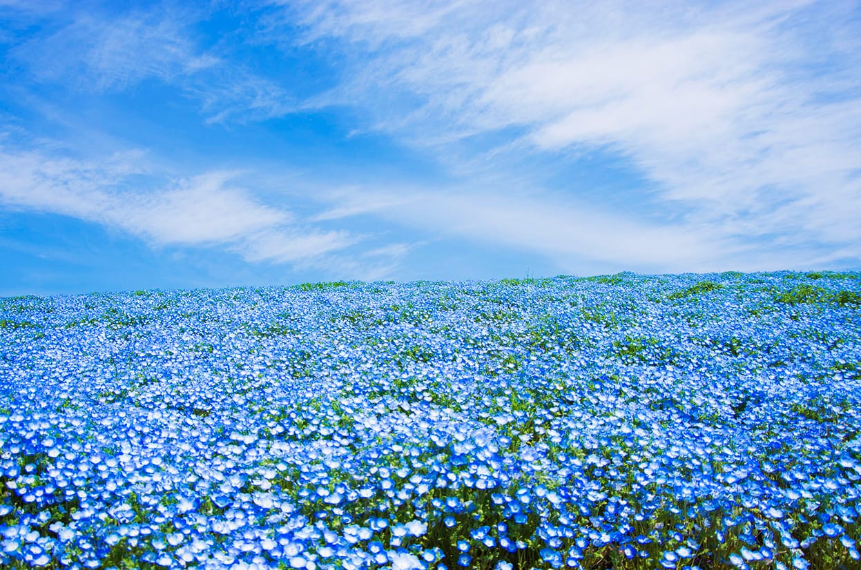 Xem hình ảnh cánh đồng hoa Mắt Xanh