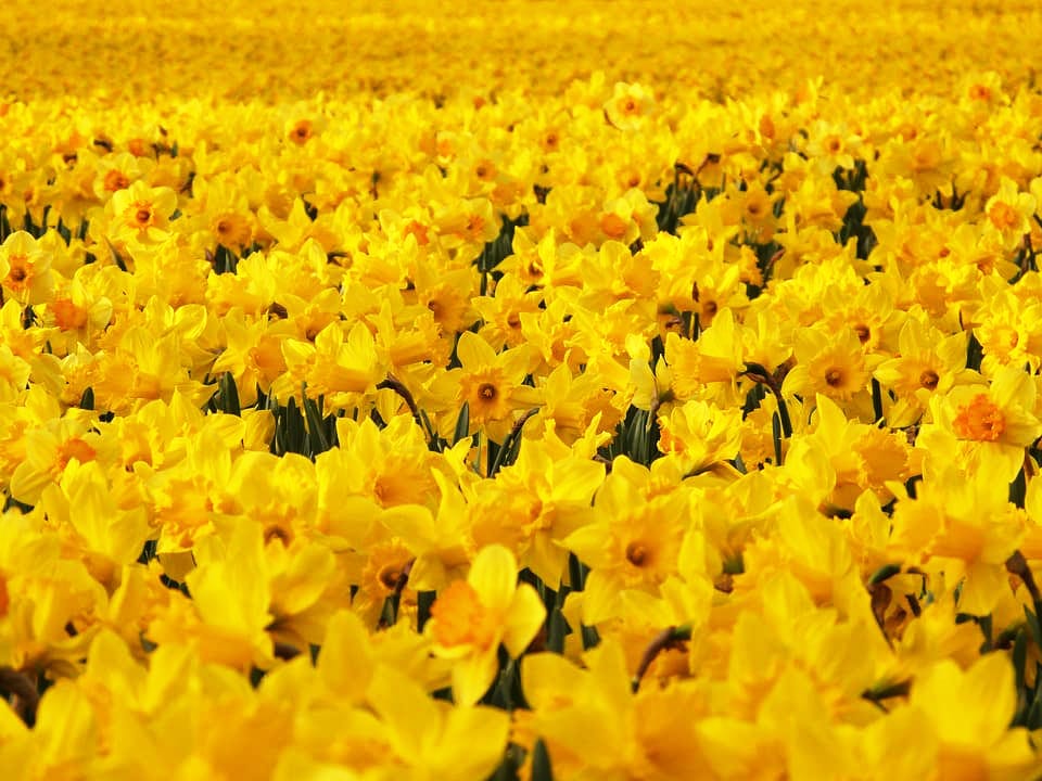 Xem hình ảnh cánh đồng hoa Thủy Tiên