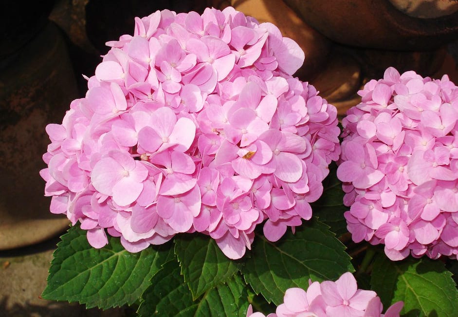 Xem hình ảnh hoa cẩm tú cầu màu hồng phai