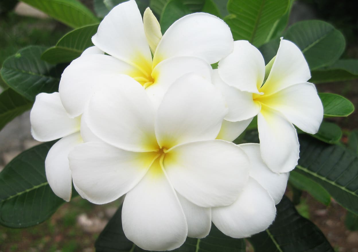 Xem hình ảnh chùm hoa Đại đẹp