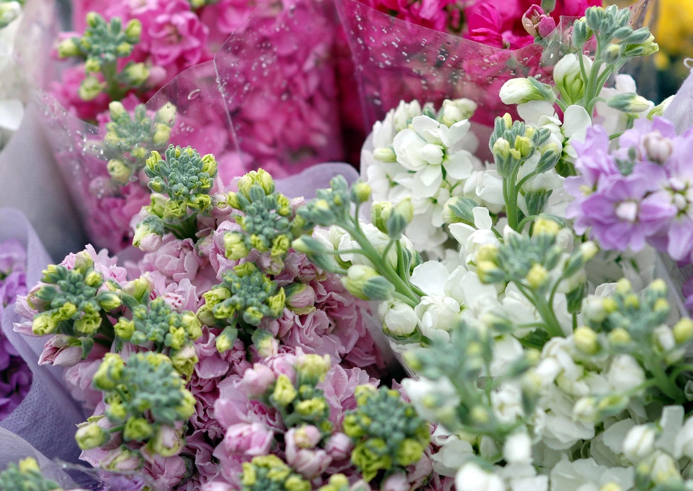 Xem hình ảnh tuyệt đẹp về những bó hoa phi Yến