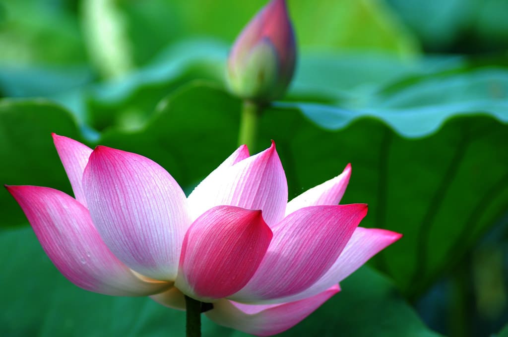 Xem hình ảnh hoa Sen loài hoa biểu tượng của Việt Nam