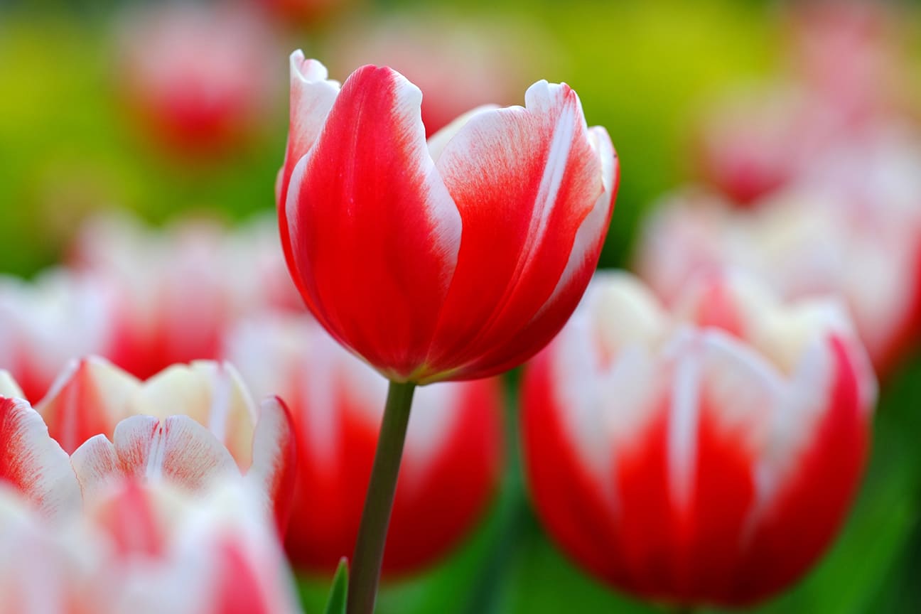 Xem hình ảnh những bông hoa Tulip có màu trắng và đỏ tuyệt đẹp