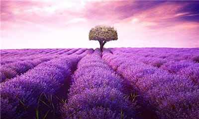 Xem hình ảnh cánh đồng hoa Oải Hương