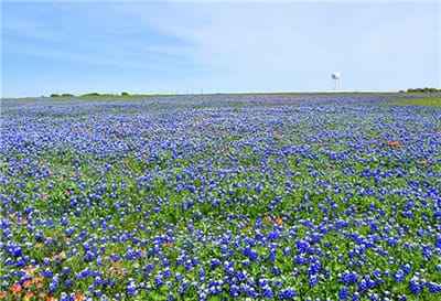 Xem hình ảnh cánh đồng hoa BLUEBONNET