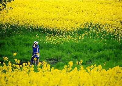 Xem hình ảnh cánh đồng hoa Cải