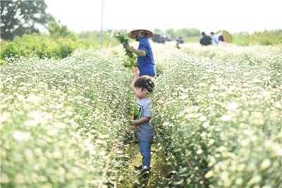 Xem hình ảnh cánh đồng hoa Cúc