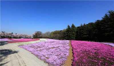 Xem hình ảnh cánh đồng hoa Hồng Rêu