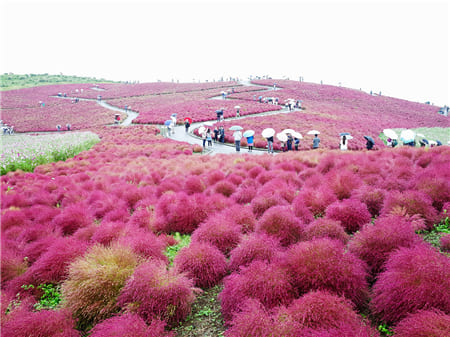 Hình ảnh cánh đồng hoa KOKIA đỏ rực rỡ