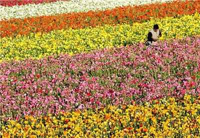 Xem hình ảnh cánh đồng hoa Mao Lương