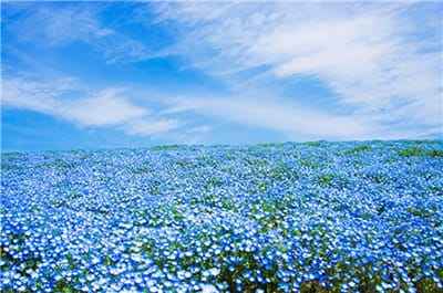 Xem hình ảnh cánh đồng hoa Mắt Xanh