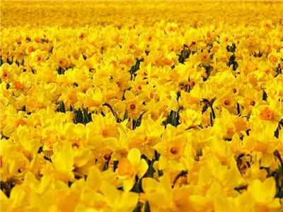 Xem hình ảnh cánh đồng hoa Thủy Tiên