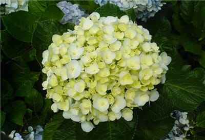 Xem hình ảnh hoa cẩm tú cầu màu vàng nhạt