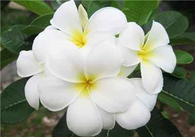 Xem hình ảnh chùm hoa Đại đẹp