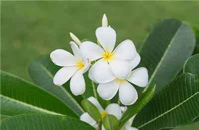 Xem hình ảnh chụp hoa Đại nở trên cây tuyệt đẹp