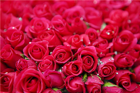 Hình ảnh hàng ngàn bông hoa Hồng nhung đỏ rực 