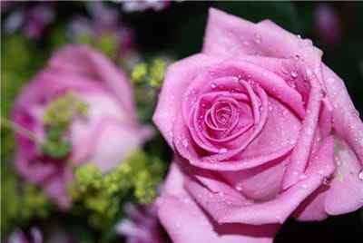Xem hình ảnh hoa Hồng tượng trưng cho tình yêu