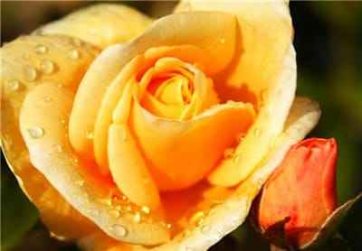 Xem hình ảnh hình ảnh bông hoa Hồng màu vàng