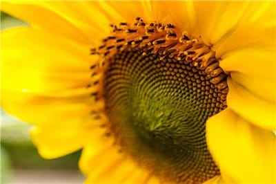 Xem hình ảnh bông hoa Hướng Dương đẹp