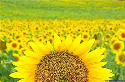 Xem hình ảnh cánh đồng hoa Hướng Dương vàng rực rỡ