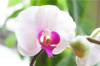 Hoa phong Lan trắng hồng đẹp mắt