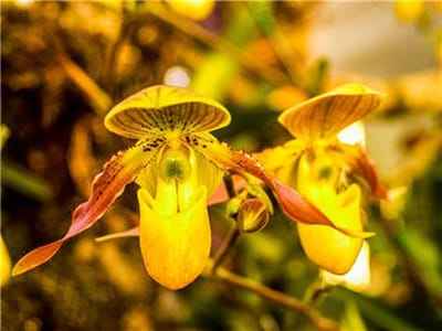 Xem hình ảnh Hoa phong Lan màu vàng quý hiếm