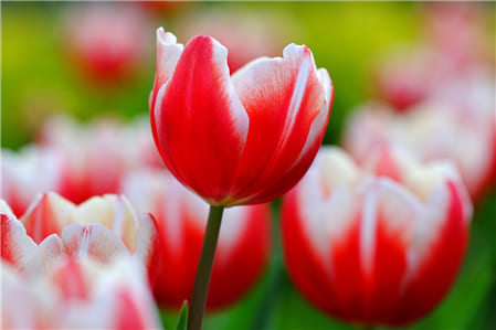 Hình ảnh những bông hoa Tulip có màu trắng và đỏ tuyệt đẹp
