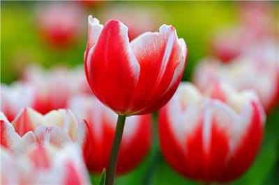 Xem hình ảnh những bông hoa Tulip có màu trắng và đỏ tuyệt đẹp