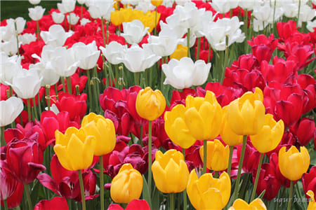 Hình ảnh vườn hoa Tulip với nhiều màu sắc rực rỡ