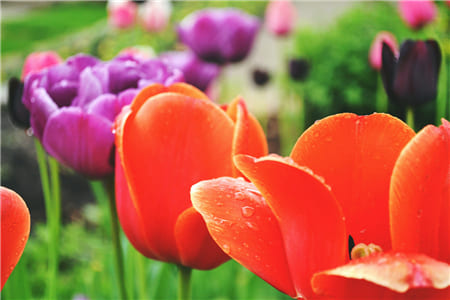Những bông hoa Tulip với màu đỏ và tím